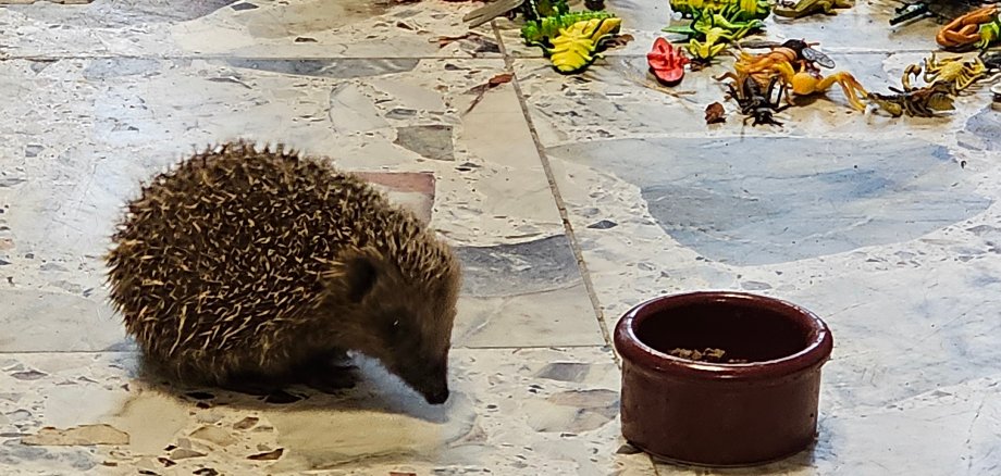 Igel zu Besuch