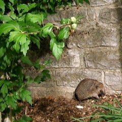 Igel im Schulhof