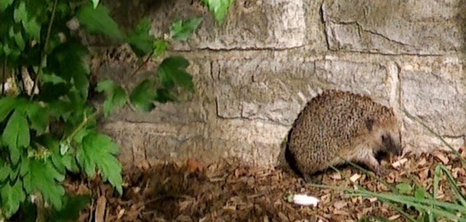 Igel im Schulhof