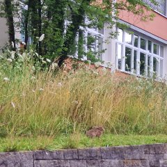 Hase an der Naturwiese